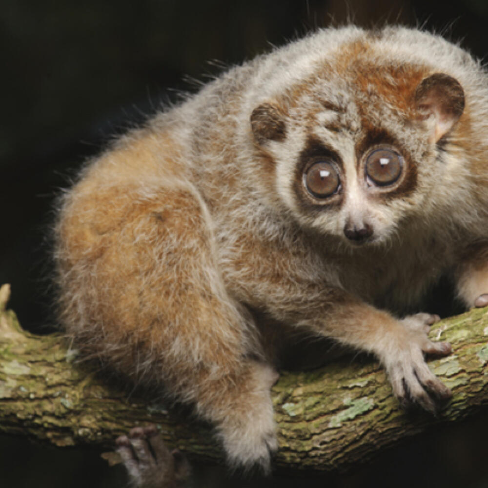 slow loris on a tree branch