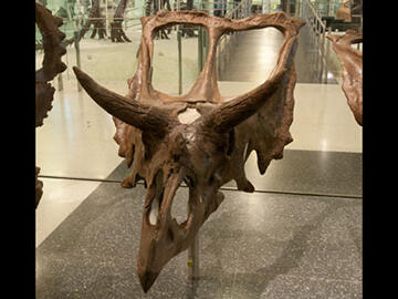 Chasmosaurus kaiseni - belli skull