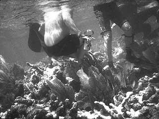 Underwater photo of two people in dark swim trunks at a coral reef.