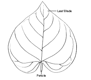 Line-drawing of a spade-shaped leaf. Words indicate the leaf blade and the petiole.