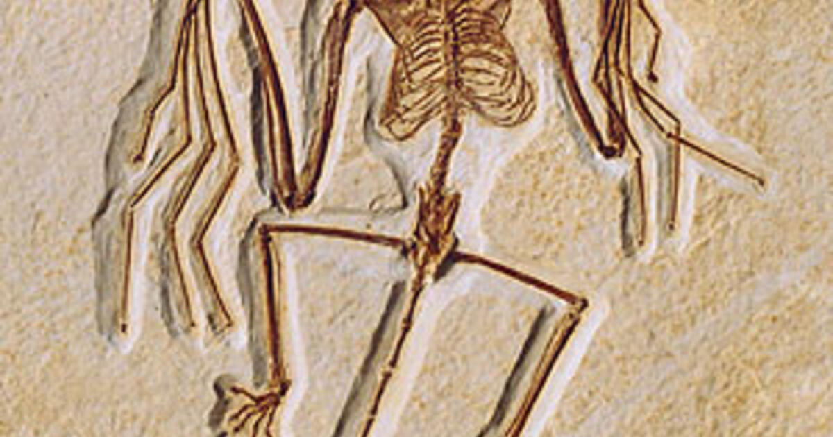 Researchers Find Bats Evolved Ability To Fly Before Echolocation AMNH