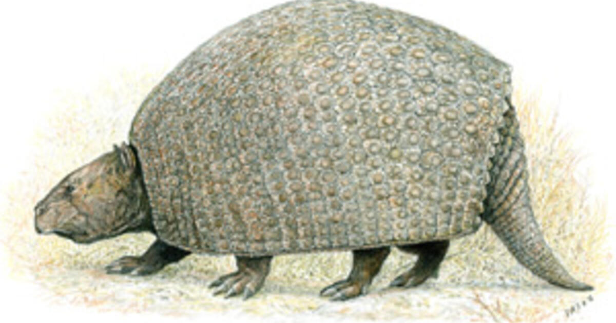 Primitive Early Relative Of Armadillos Helps Rewrite Evolutionary Family  Tree | AMNH