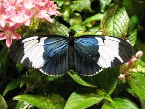 Heliconius (longwing) butterfly