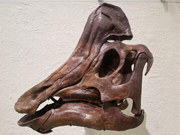 Hypacrosaurus altispinus skull