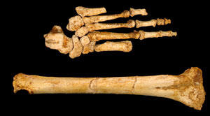 The footbones, and tibia, of Homo floresiensis, an extinct species of small early humans.