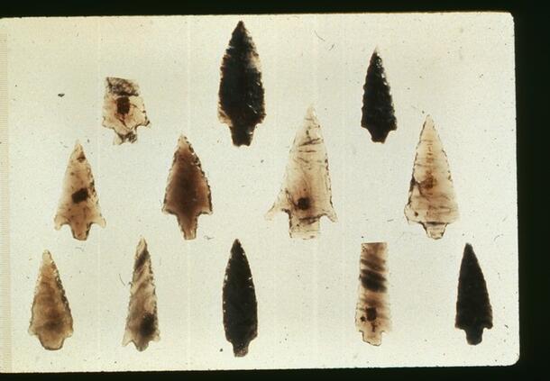 Twelve arrowheads, two with tips broken off.