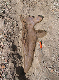 A juvenile triceratops fossil uncovered in Montana. The rough outlines of the dinosaur's body are visible in the hard ground.