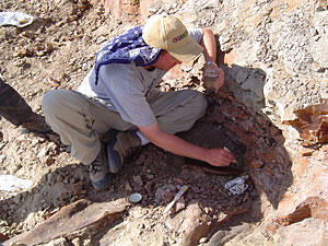 A paleontologist digging for fossils.