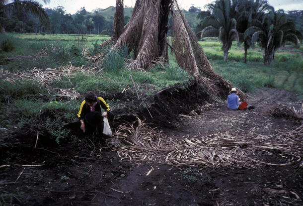 Two people in an area with vegetation holding what seem to be specimen collection bags.