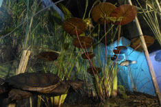 10-wetlands-diorama_med.jpg