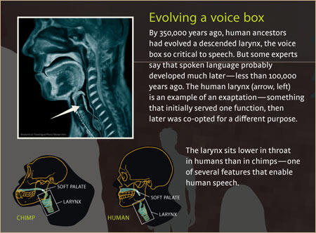 117d_evolving_a_voice_box.jpg