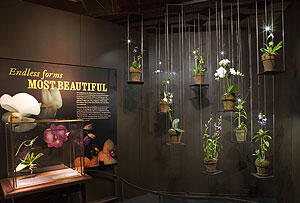 4604orchids.jpg