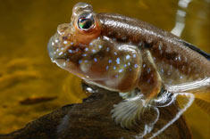 771402_mudskipper_med.jpg