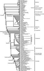 95_Tree_of_Life_Figure_med.jpg