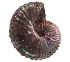 ammonite.jpg