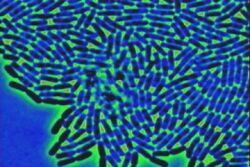 e_coli2.jpg