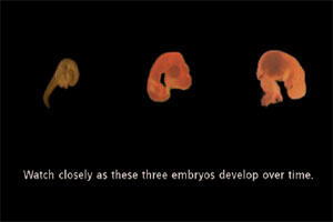 embryology.jpg