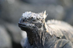 galapagos_marine_iguana_med.jpg