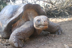 galapagos_tortoise0067_med.jpg