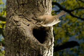 land-eco-spring_flycatcher_280.jpg