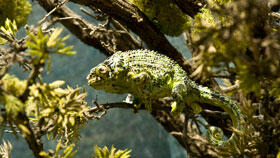 land-eco_chameleon_280.jpg