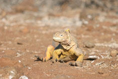 land-iguana_7596_med.jpg