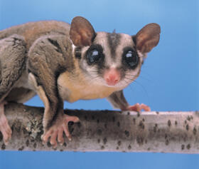 Sugar Gliders AMNH