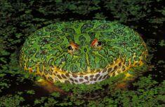 ornate_horned_frog_med.jpg