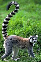 ringtailedlemur.jpg