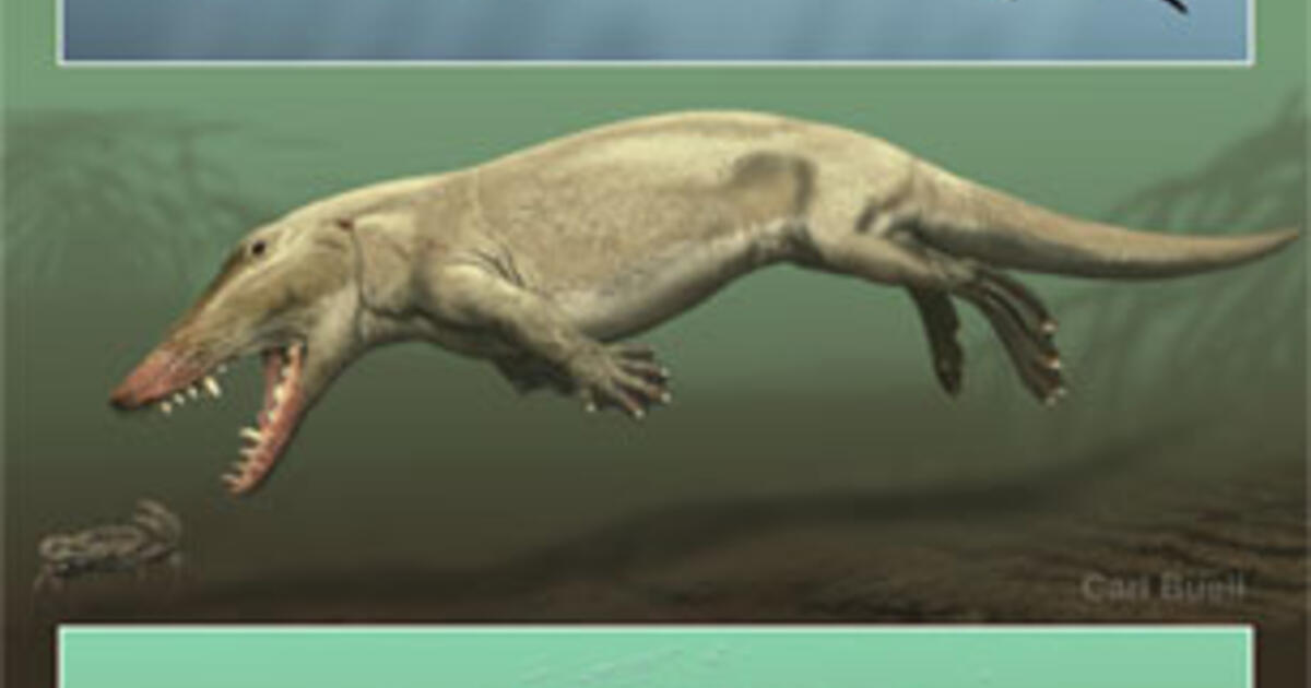 Getting A Leg Up On Whale And Dolphin Evolution New