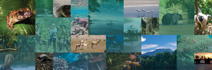 landing back collage