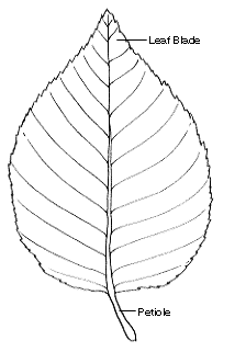 A line drawing of a leaf with lines pointing to the leaf blade and the petiole, and text identifying them