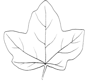 leaf_shape_lobed(7)