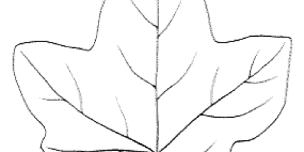 Plant Morphology: Leaf Shape