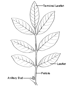 Drawing of a seven-leafed stem denoting an axillary bud at the base, the petiole, bottom right leaflet, and the terminal leaflet