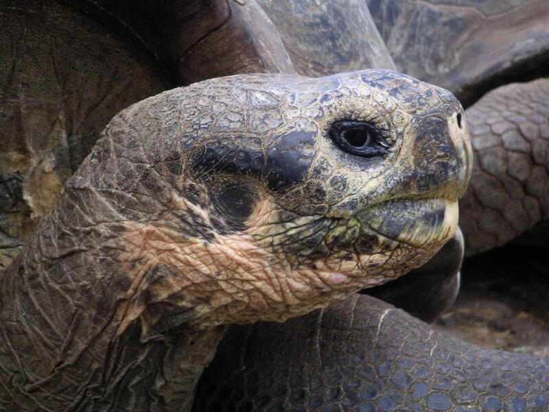 Lonesome George ZG