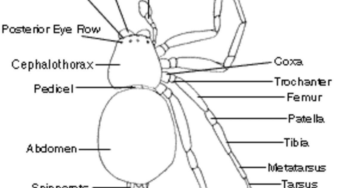 Parts Of A Spider Male Spider Dorsal View