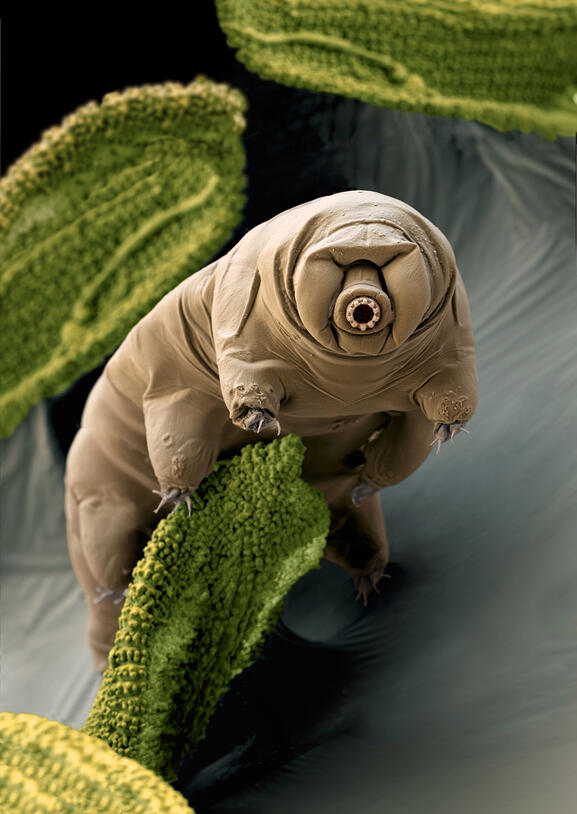 11b. Tardigrade_SciSource_BS9660_final