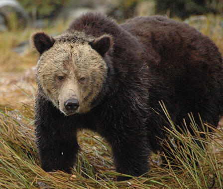 Grizzly bear