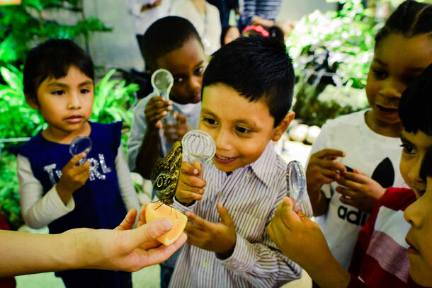 In the Museum’s Butterfly Conservatory, children holding magnifying glasses peer at a butterfly perched on a piece of orange held by a human hand.