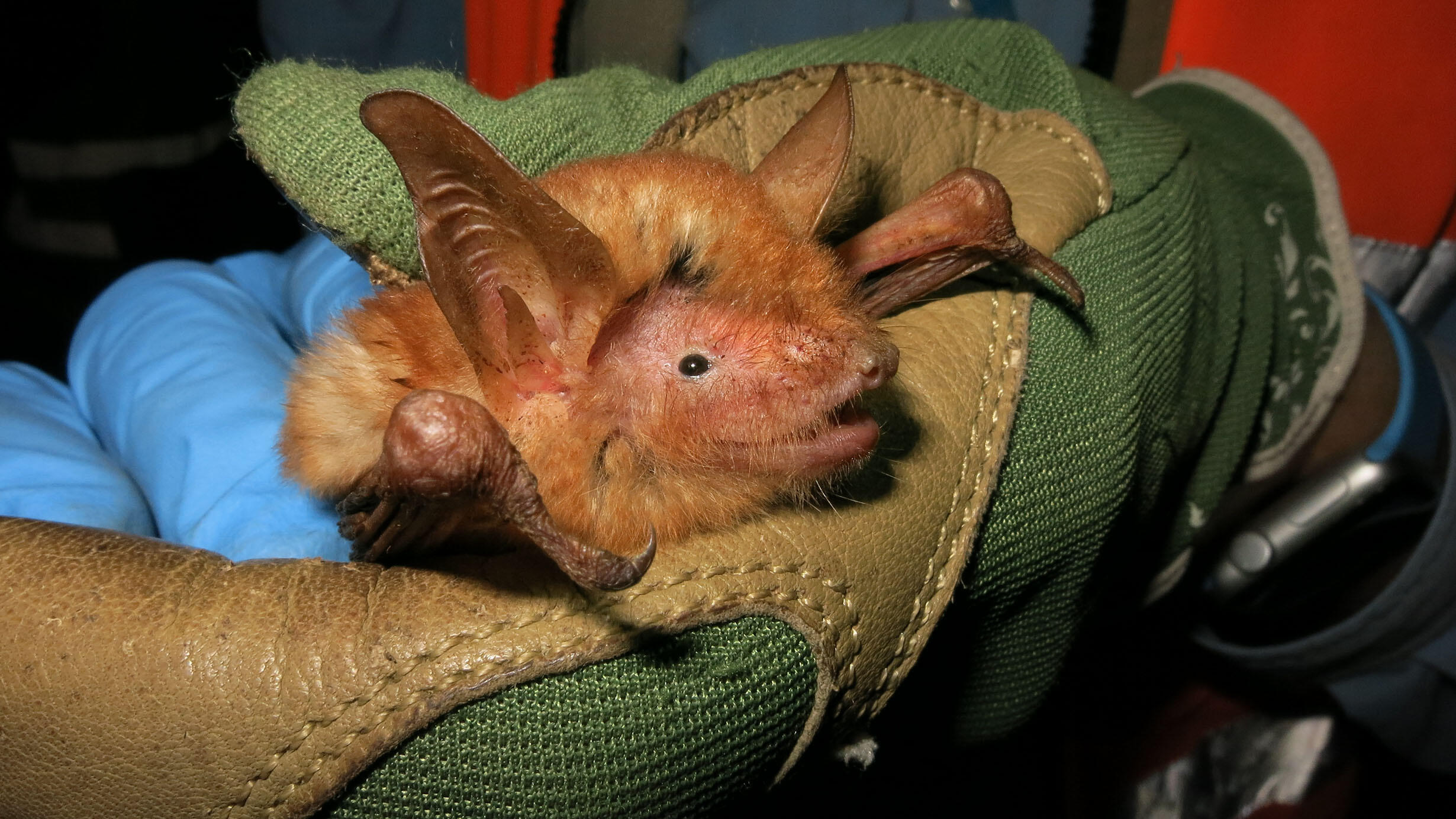 Myotis nimbaensis—a new species of bat—is held gently in a gloved hand.