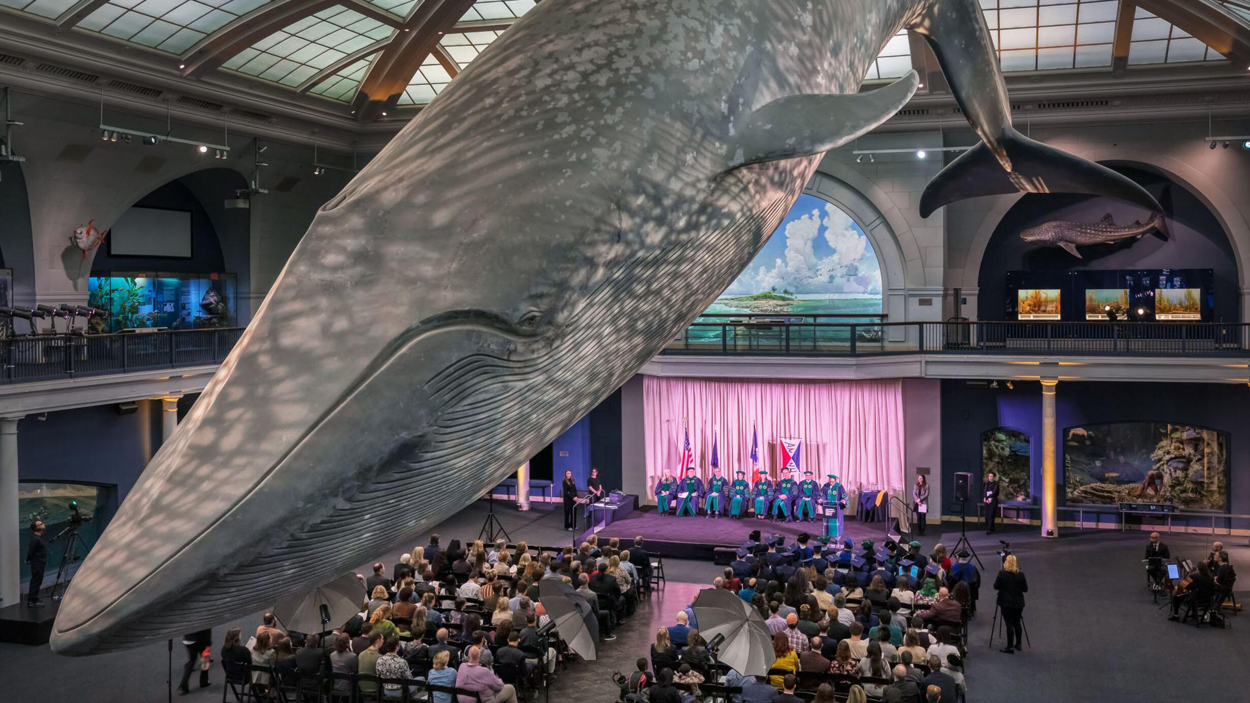 Graduates of the Richard Gilder Graduate School sit on a stage below the blue whale in the Milstein Hall of Ocean Life in front of a seated audience.