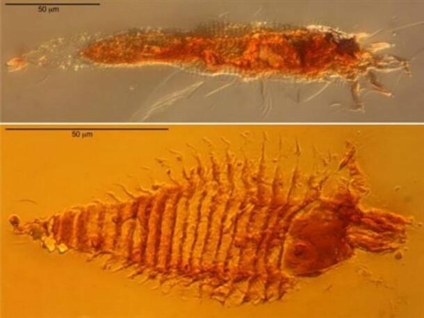 Photomicrographs of the two new species of ancient gall mites in 230-million-year-old amber droplets from northeastern Italy, taken at 1000x magnifica