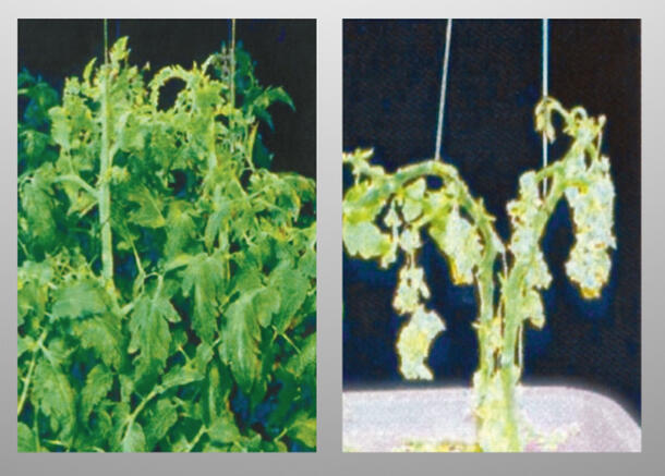 A split photo of two leafy green plants. On the right the plant appears lush and healthy. The plant on the left is pale, withered, and a fraction of the size of the other.