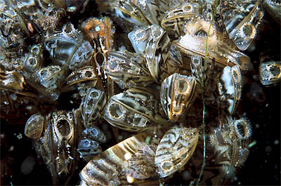 A cluster of zebra mussels. 