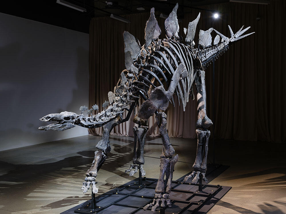 Apex Stegosaurus fossil mount on display in the Museum's Gilder Center.