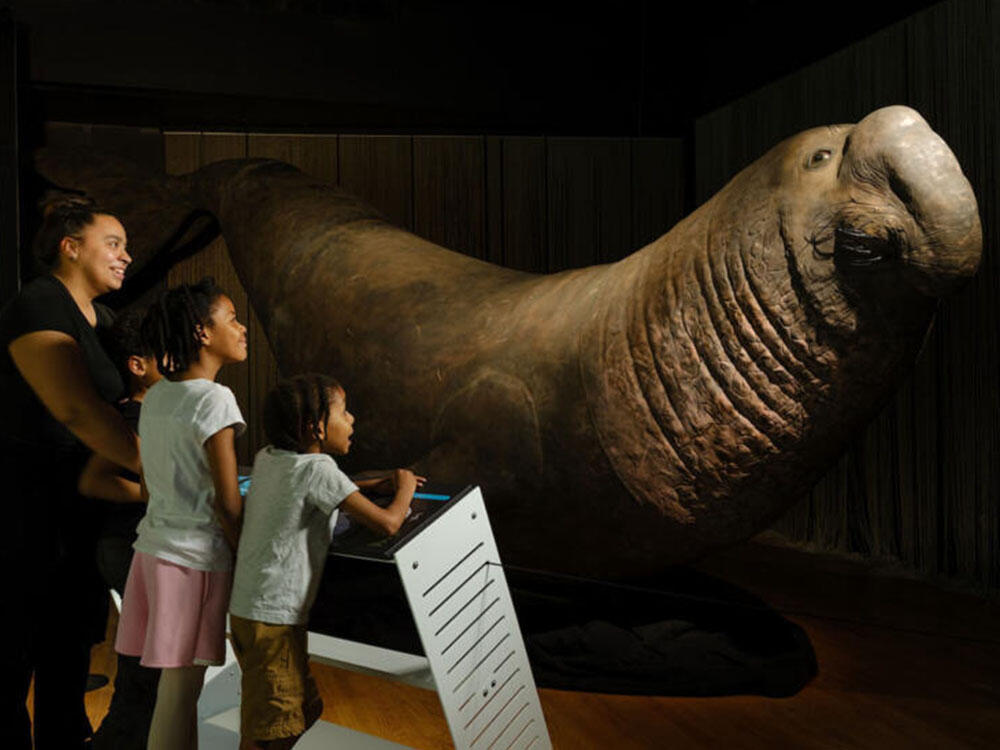 Adult and two children view a life-sized model of an elephant seal.