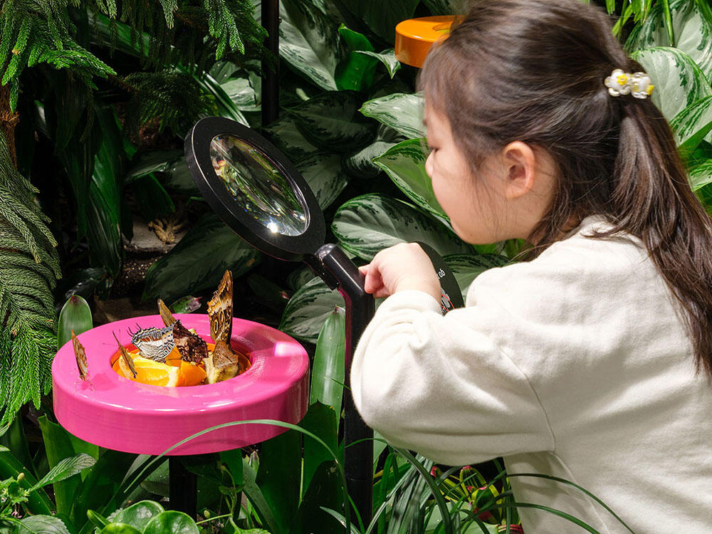Butterfly perches on a feeder while a child views it through a magnifying glass.