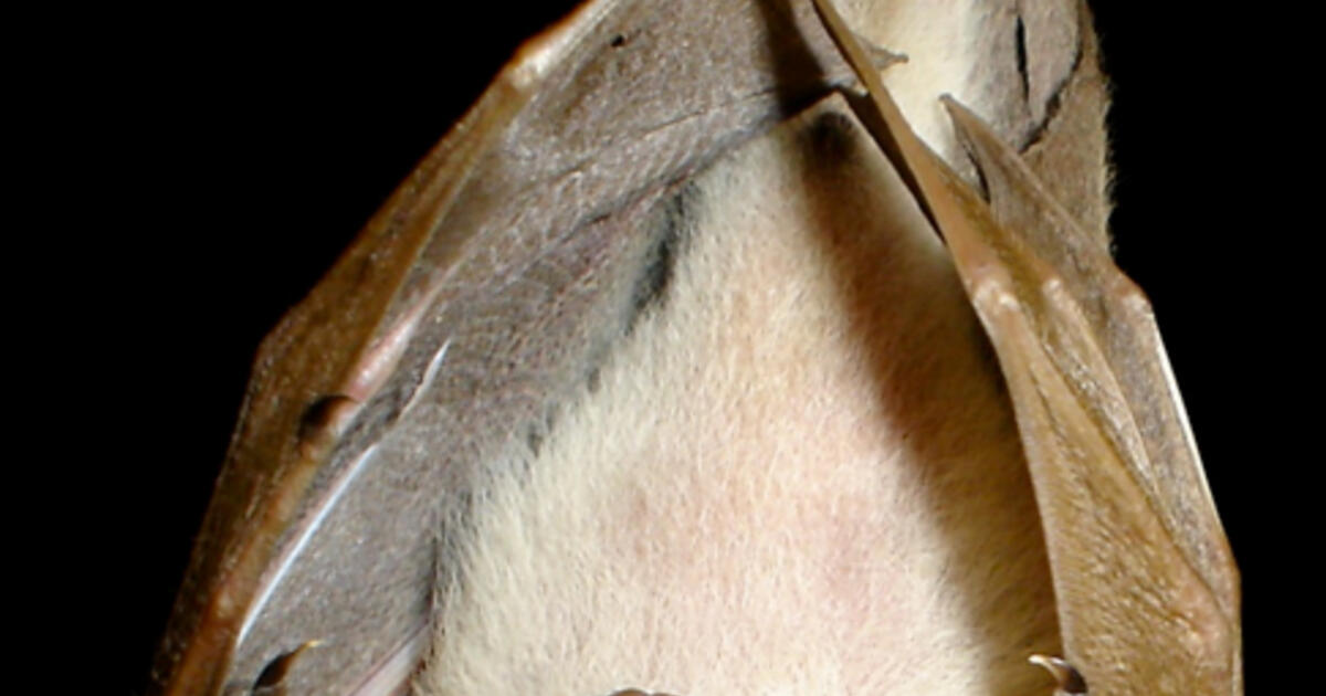 Scientists Find Soaring Variety of Malaria Parasites in Bats AMNH