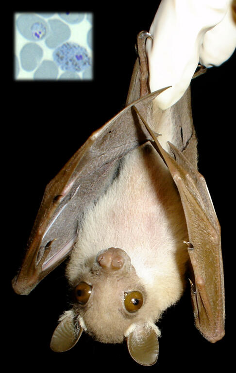 Dwarf fruit bat with inset of malaria parasites infecting it.